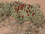 20160405 Pincushion Cactus at Natural Bridges